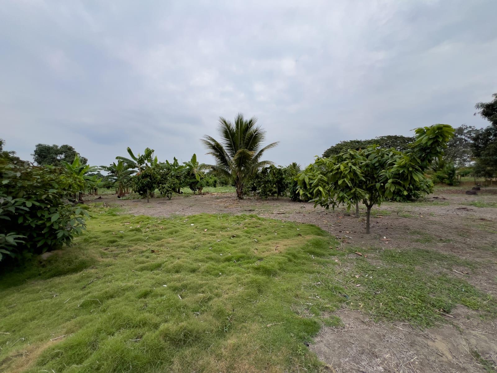 Venta de Terreno Urbano en Chone
