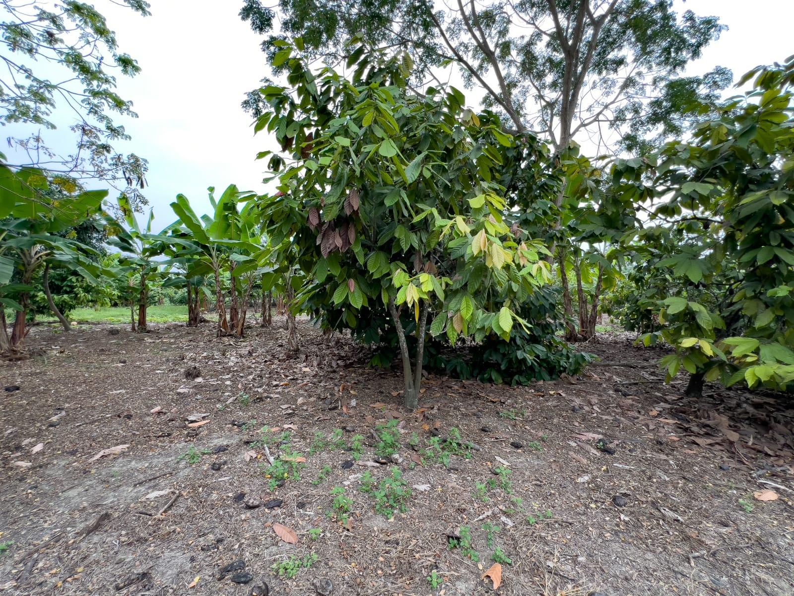 Venta de Terreno Urbano en Chone