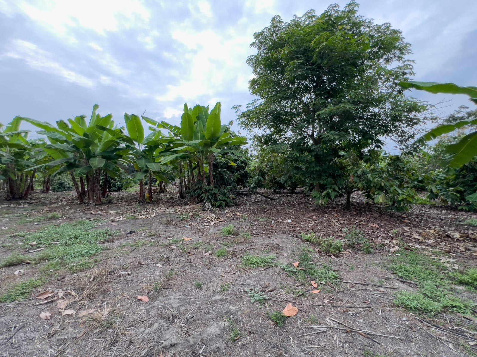 Terreno Urbano para Desarrollo – Vía Chone-Boyacá, Chone