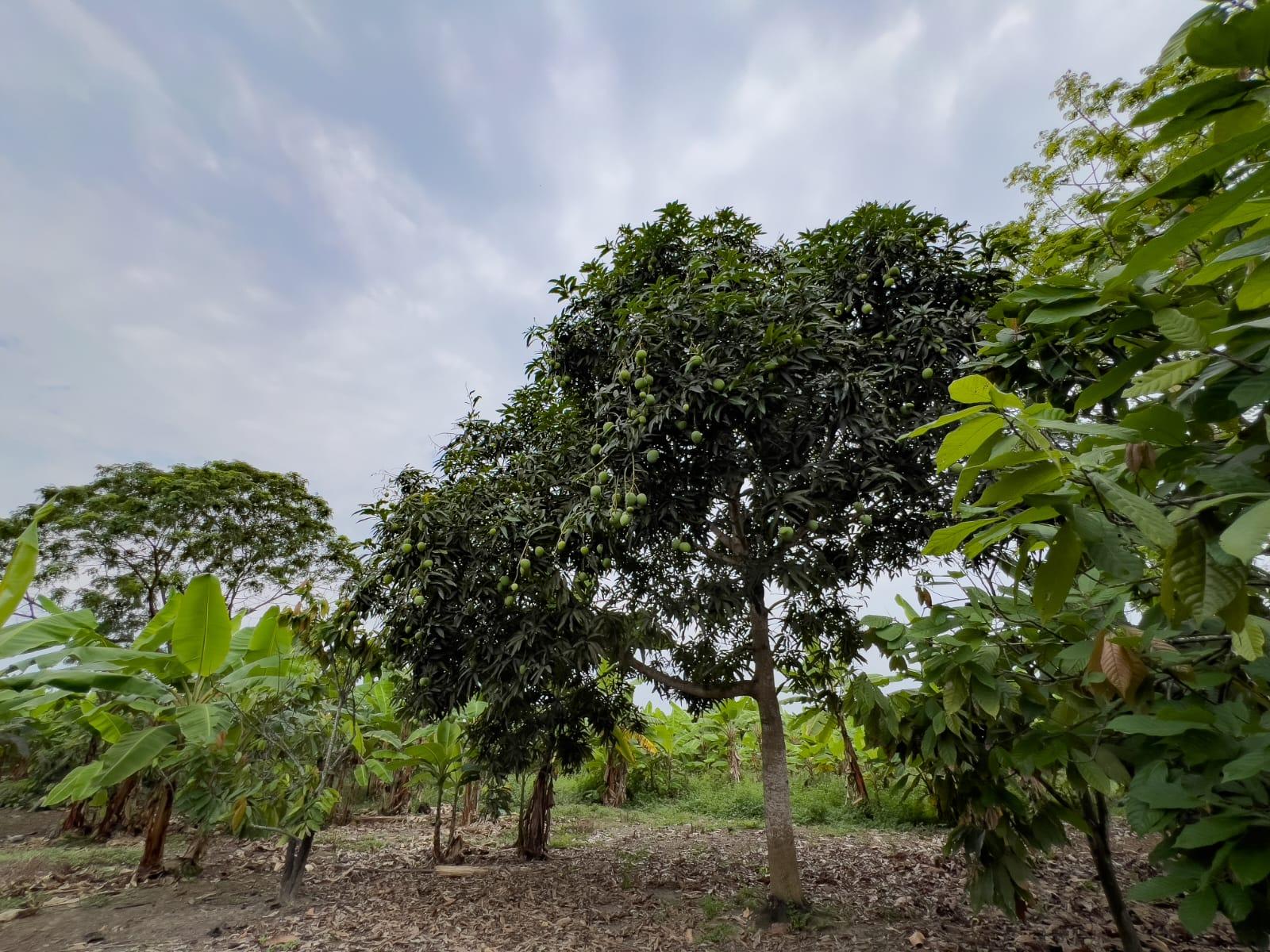 Terreno Urbano para Desarrollo – Vía Chone-Boyacá, Chone