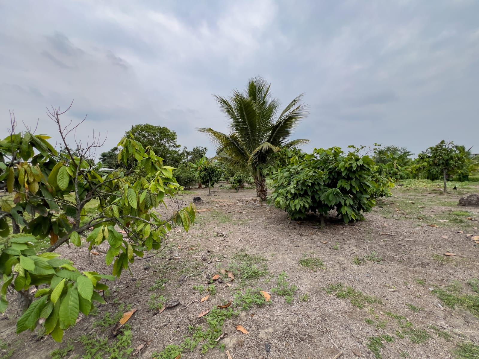 Terreno Urbano para Desarrollo – Vía Chone-Boyacá, Chone