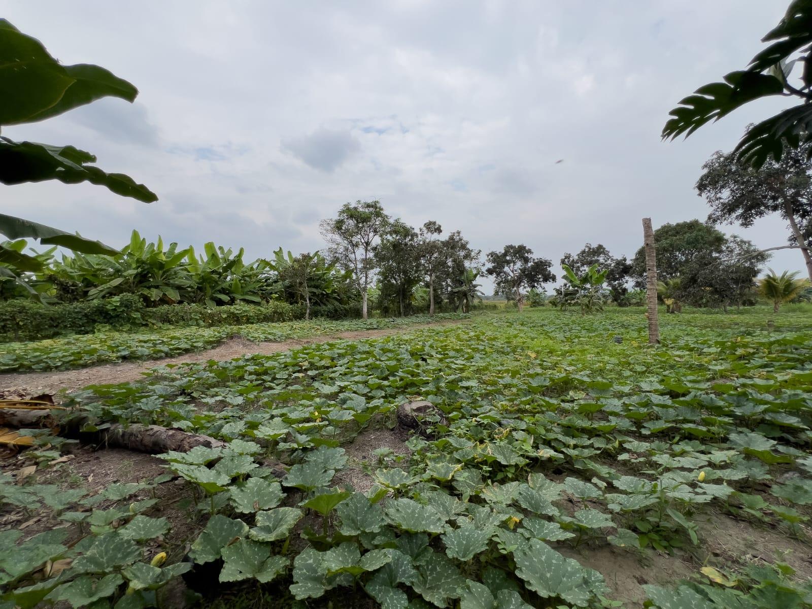 Terreno Urbano para Desarrollo – Vía Chone-Boyacá, Chone
