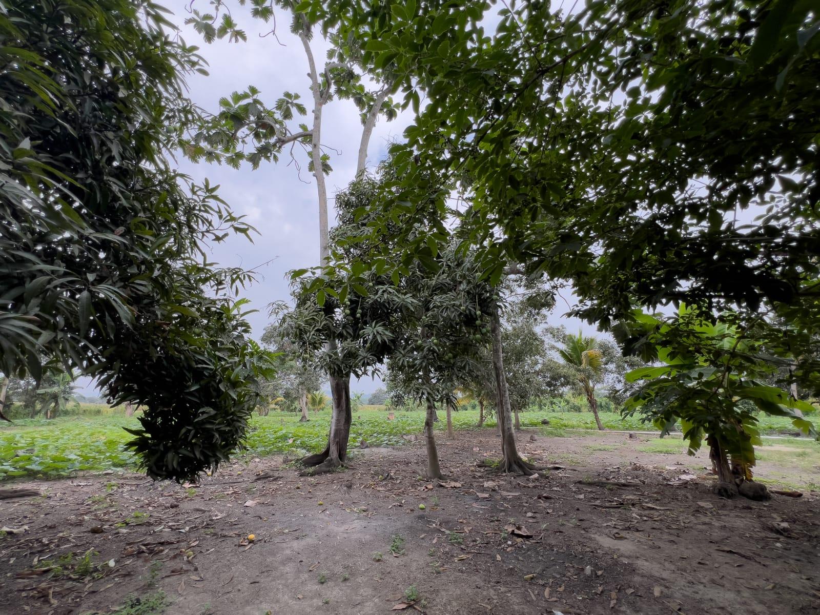 Terreno Urbano para Desarrollo – Vía Chone-Boyacá, Chone
