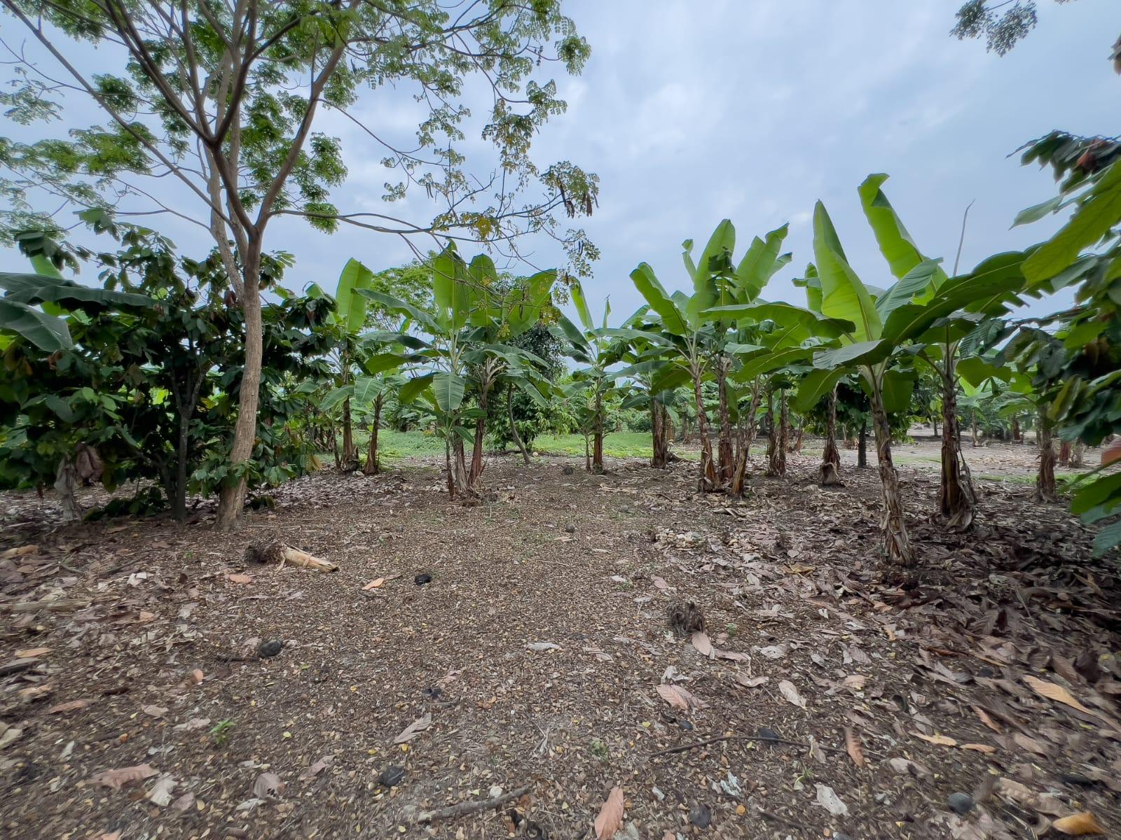 Terreno Urbano para Desarrollo – Vía Chone-Boyacá, Chone