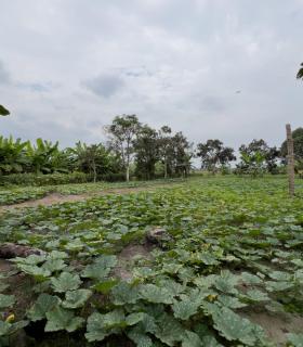 Terreno Urbano para Desarrollo – Vía Chone-Boyacá, Chone