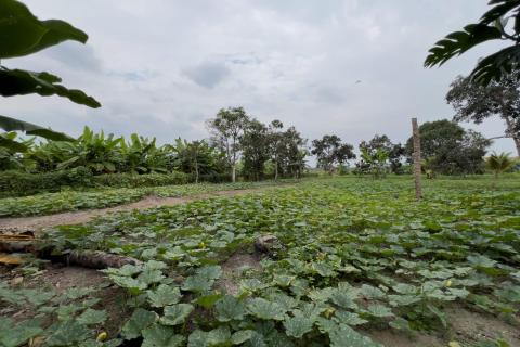 Terreno Urbano para Desarrollo – Vía Chone-Boyacá, Chone