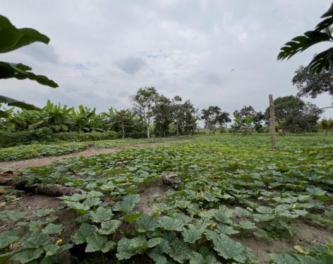 Terreno Urbano para Desarrollo – Vía Chone-Boyacá, Chone