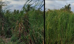 Terreno en venta en sector Castelnuovo, Parroquia Atacames Esmeraldas.