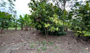 Venta de Terreno Urbano en Chone