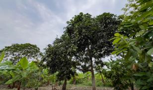 Terreno Urbano para Desarrollo – Vía Chone-Boyacá, Chone