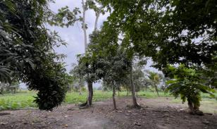 Terreno Urbano para Desarrollo – Vía Chone-Boyacá, Chone